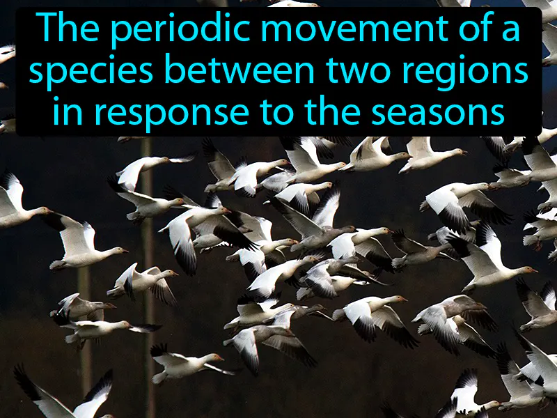 Migration Definition Migration Definition