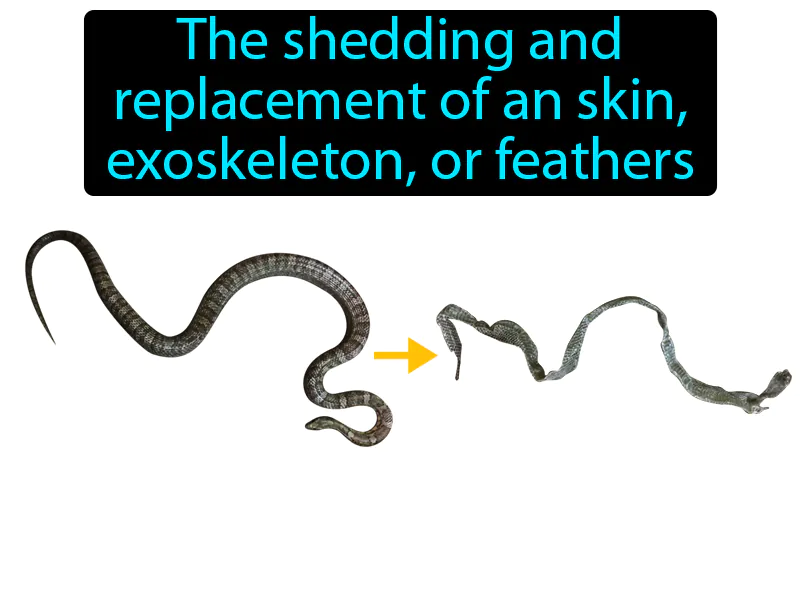 Molting Definition Molting Definition