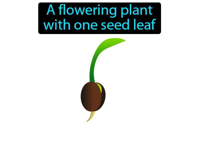 Monocot Definition Monocot Definition