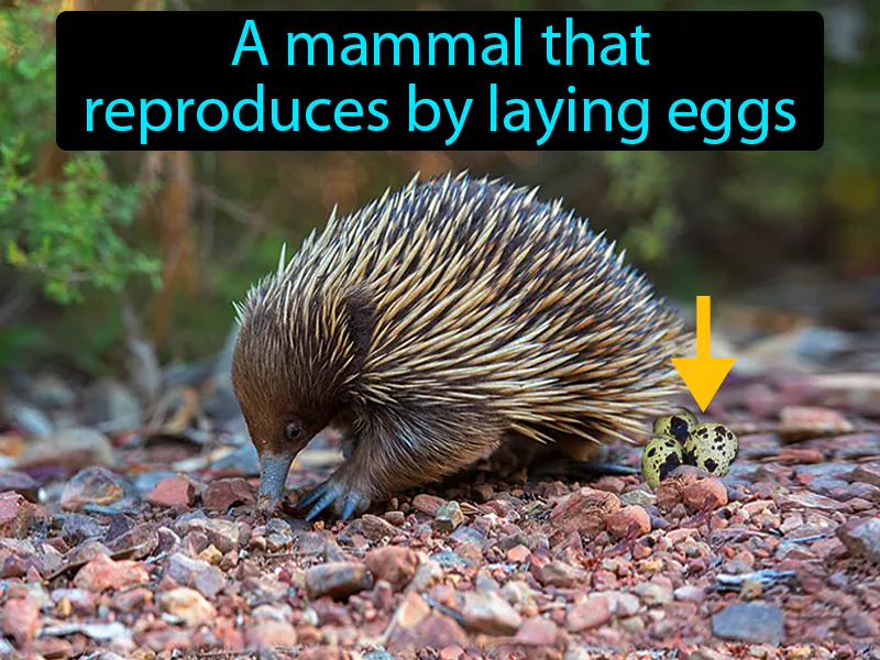 Monotreme Definition Monotreme Definition