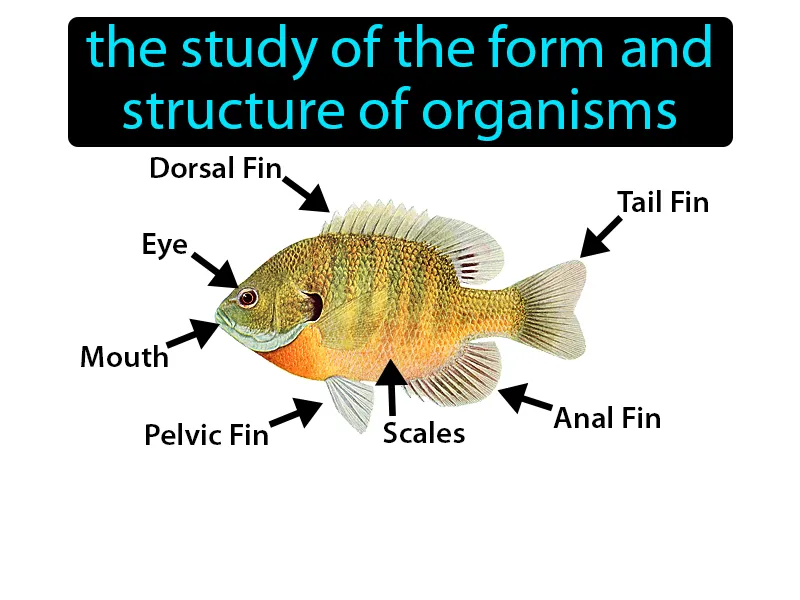 Morphology Definition Morphology Definition