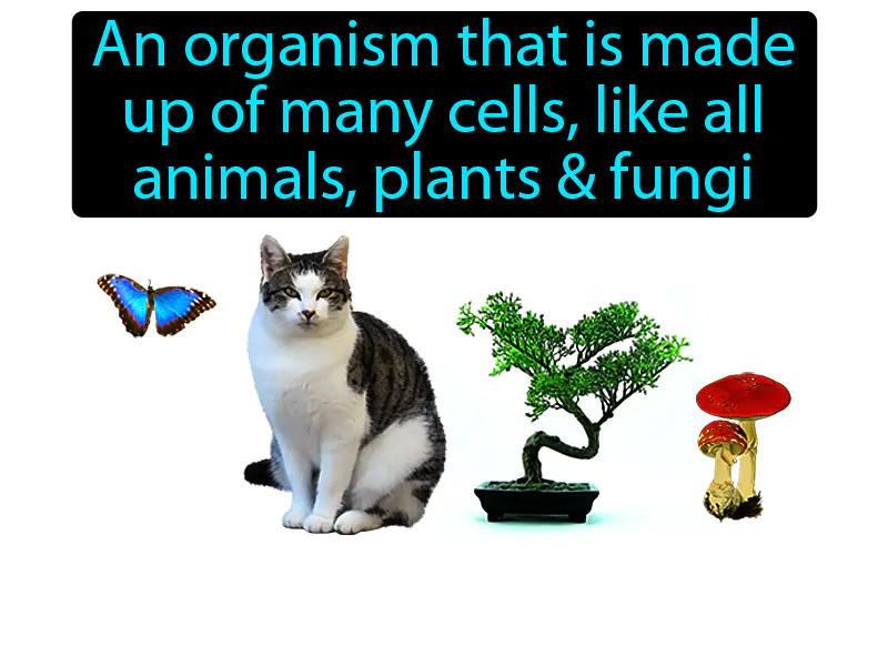 Multicellular Definition Multicellular Definition