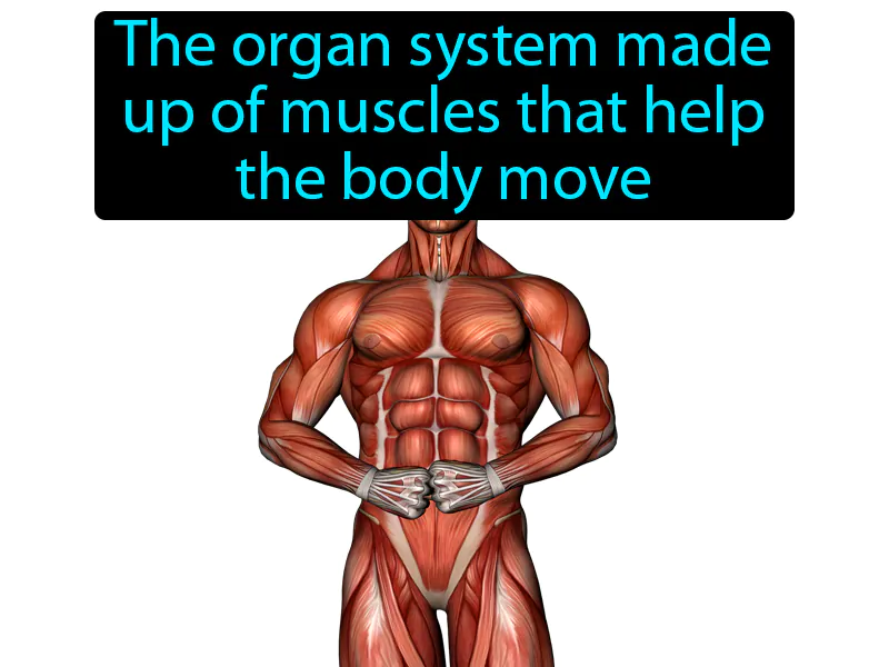 Muscular System Definition Muscular System Definition