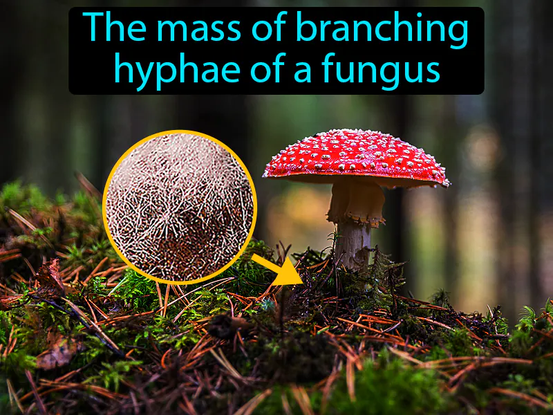 Mycelium Definition Mycelium Definition
