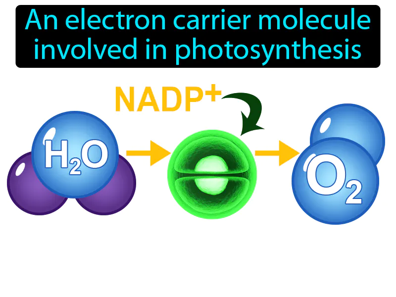 NADP Definition NADP Definition