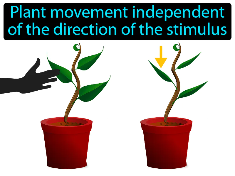 Nastic Movement Definition Nastic Movement Definition