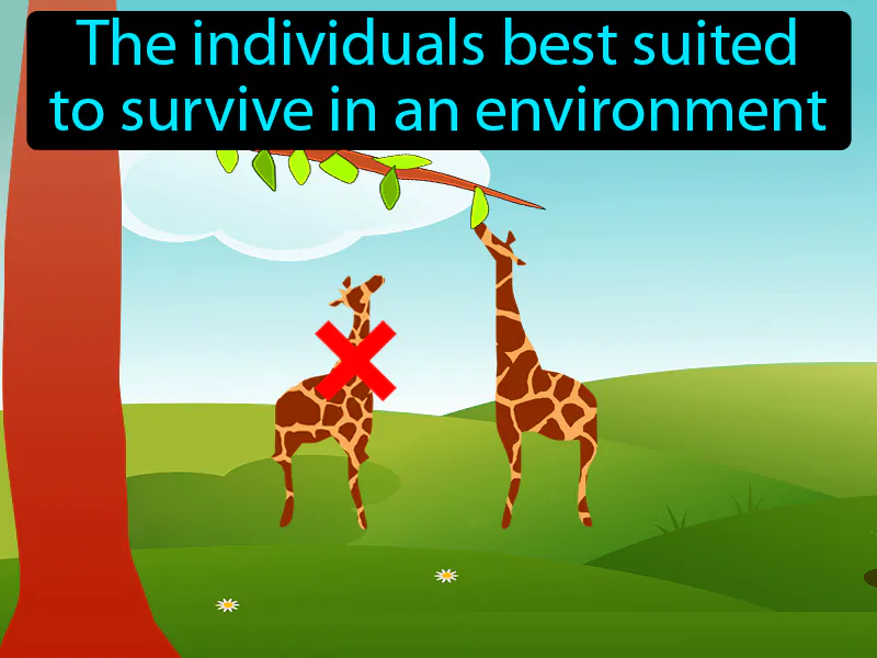 Natural Selection Definition Natural Selection Definition