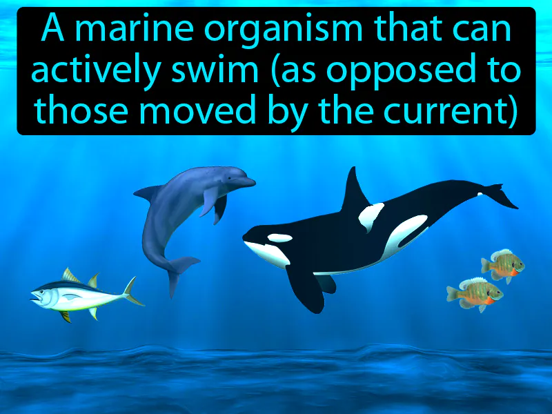 Nekton Definition Nekton Definition