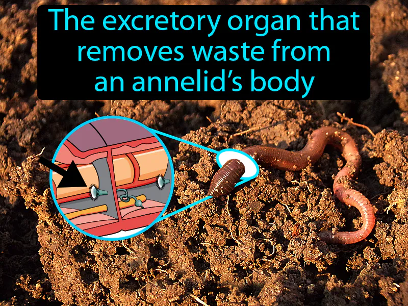 Nephridium Definition Nephridium Definition