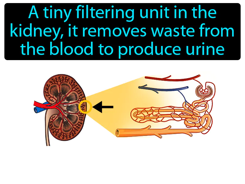Nephron Definition Nephron Definition