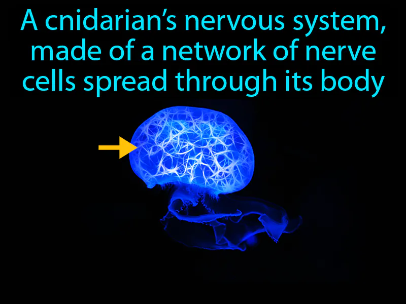 Nerve Net Definition Nerve Net Definition