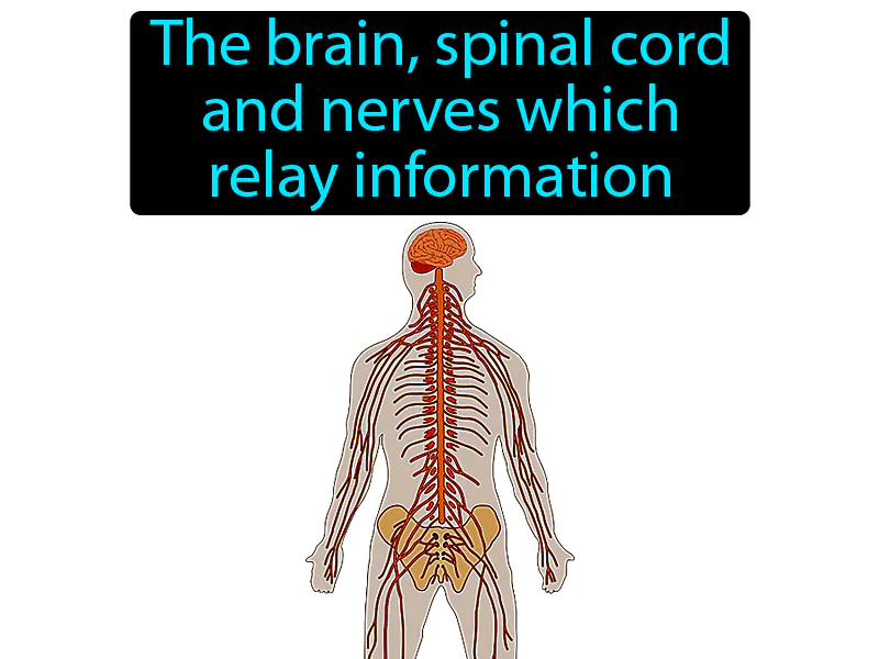 Nervous System Definition Nervous System Definition