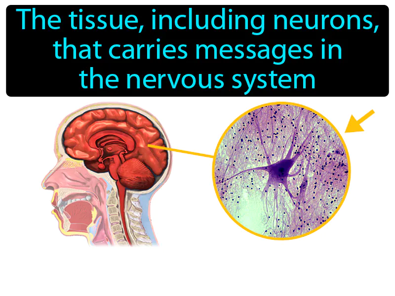 Nervous Tissue Definition Nervous Tissue Definition