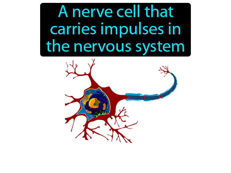 Neuron Definition Neuron Definition