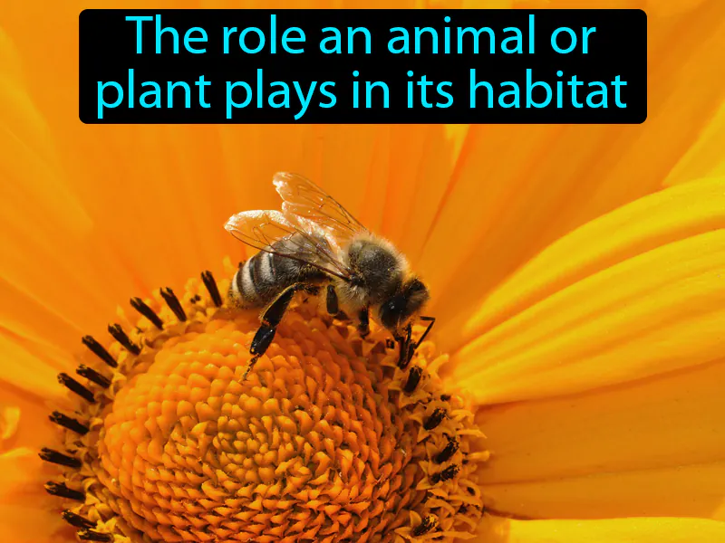 Niche Definition Niche Definition