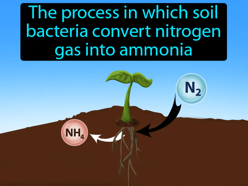 Nitrogen Fixation Definition Nitrogen Fixation Definition