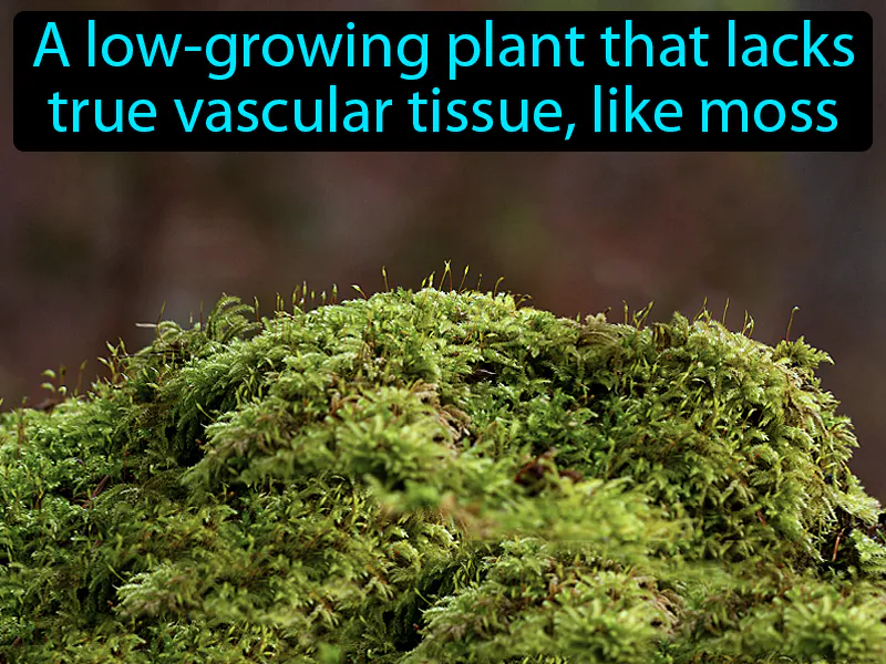 Nonvascular Plant Definition Nonvascular Plant Definition