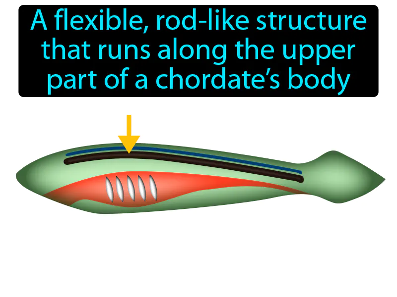 Notochord Definition Notochord Definition