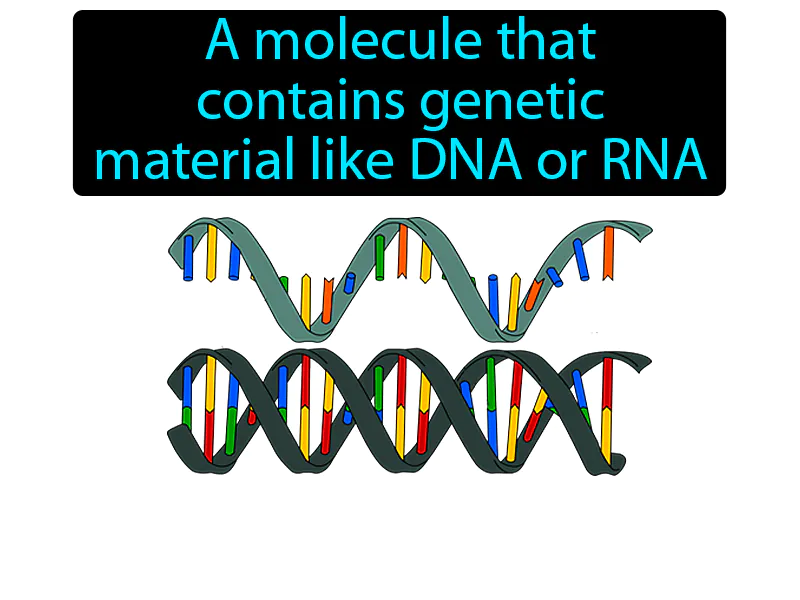 Nucleic Acid Definition Nucleic Acid Definition