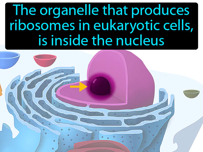 Nucleolus Definition Nucleolus Definition