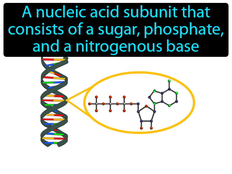 Nucleotide Definition Nucleotide Definition