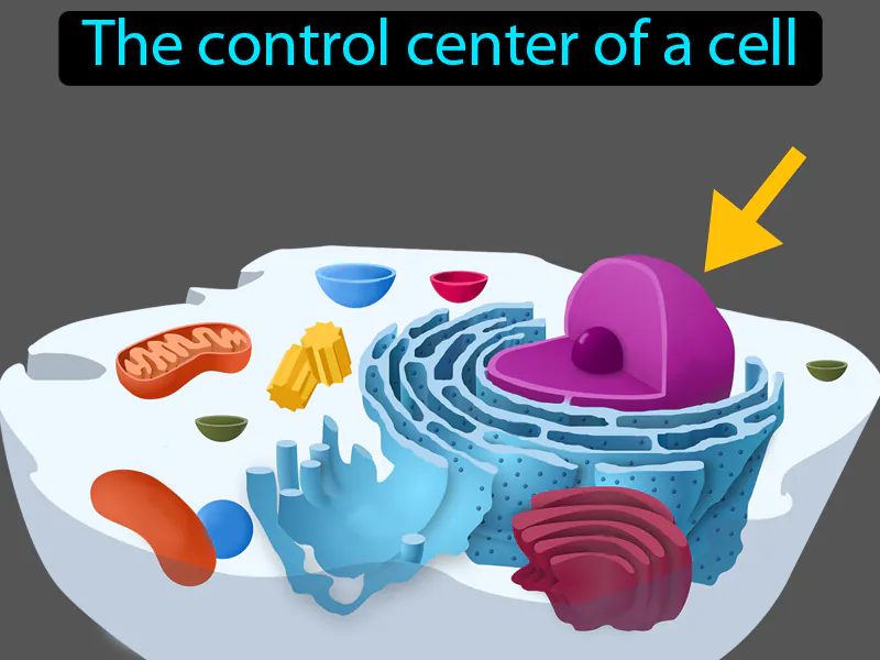 Nucleus Cell Definition Nucleus Cell Definition