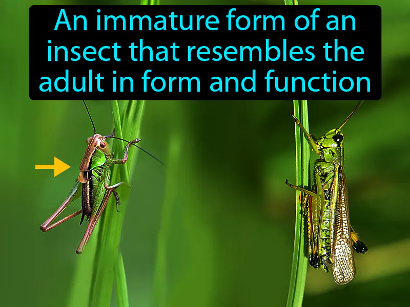 Nymph Definition Nymph Definition