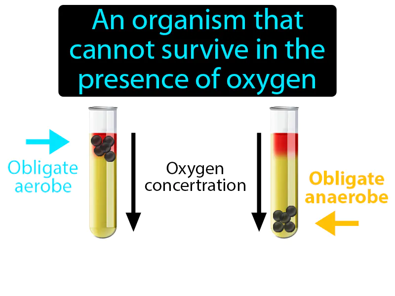 Obligate Anaerobe Definition Obligate Anaerobe Definition