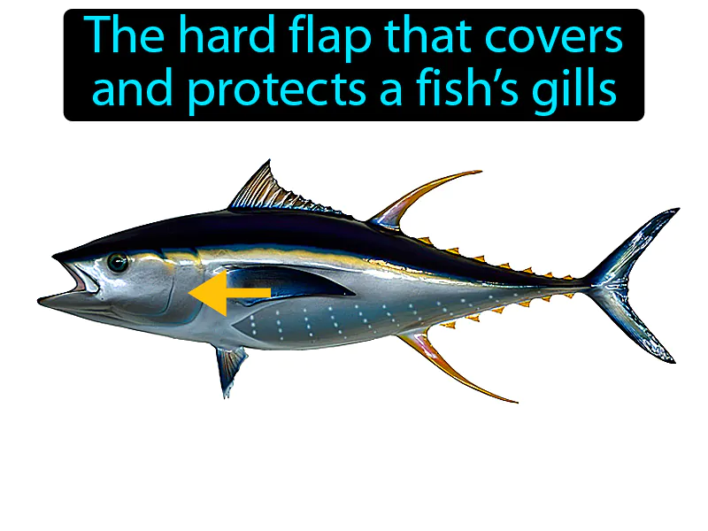 Operculum Definition Operculum Definition