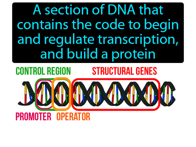 Operon Definition
