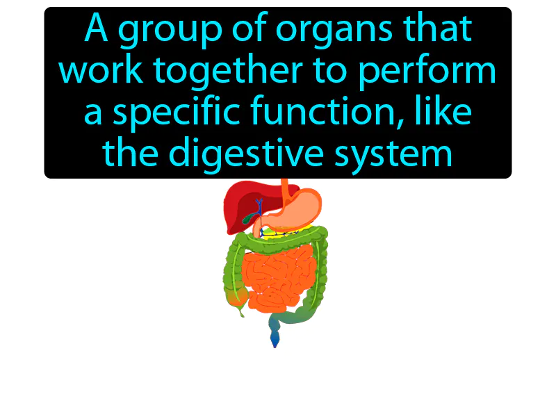 Organ System Definition Organ System Definition