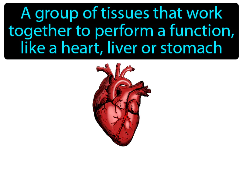 Organ Definition Organ Definition