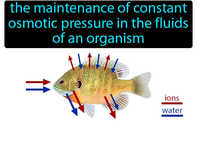 Osmoregulation Definition Osmoregulation Definition