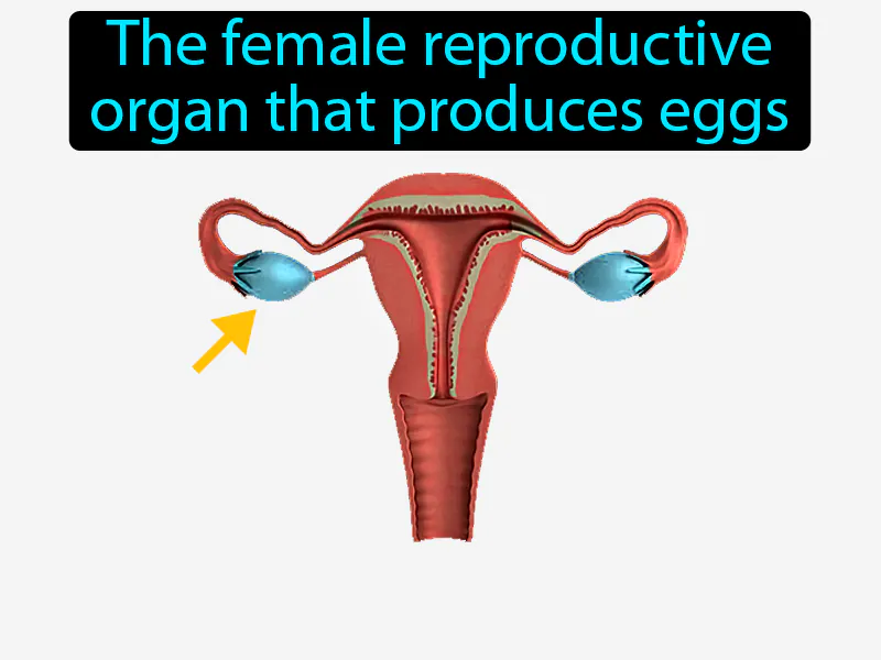 Ovary Definition Ovary Definition