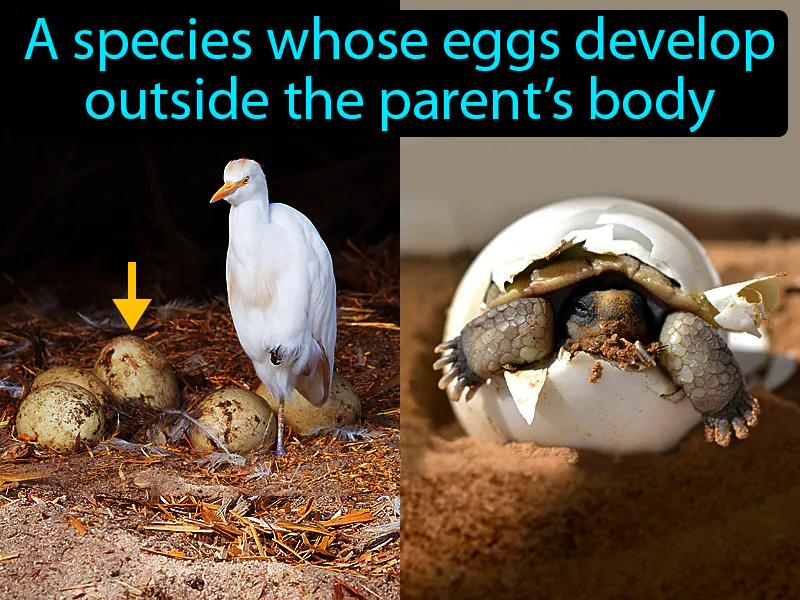 Oviparous Definition Oviparous Definition