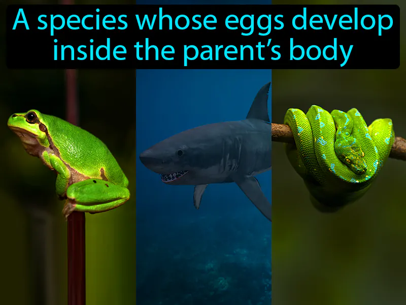 Ovoviviparous Definition Ovoviviparous Definition