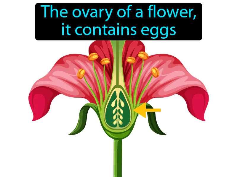 Ovule Definition Ovule Definition