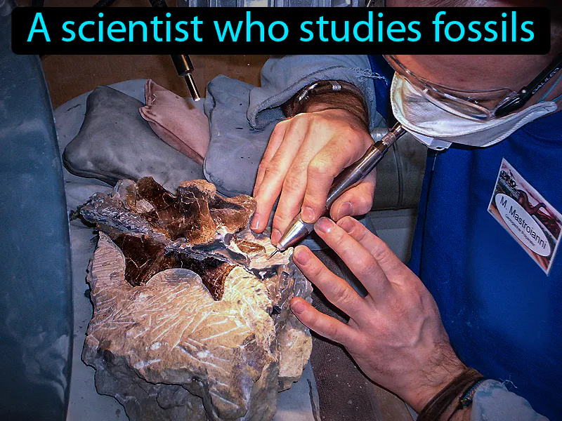 Paleontologist Definition Paleontologist Definition