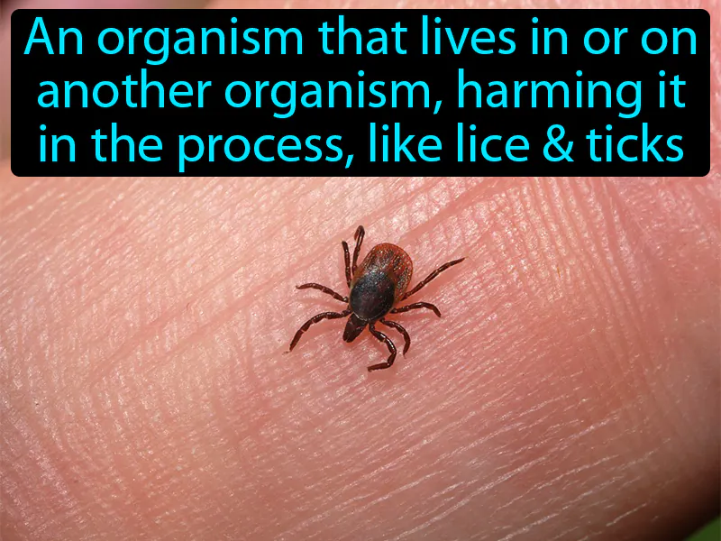 Parasite Definition Parasite Definition