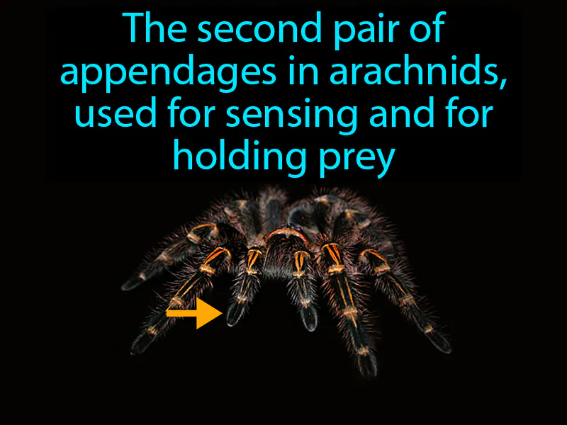 Pedipalp Definition Pedipalp Definition