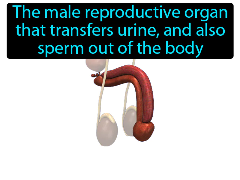 Penis Definition Penis Definition