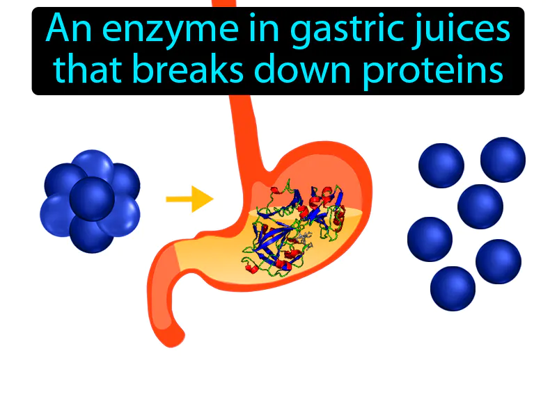 Pepsin Definition Pepsin Definition