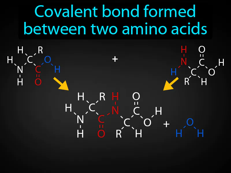 Peptide Bond Definition Peptide Bond Definition