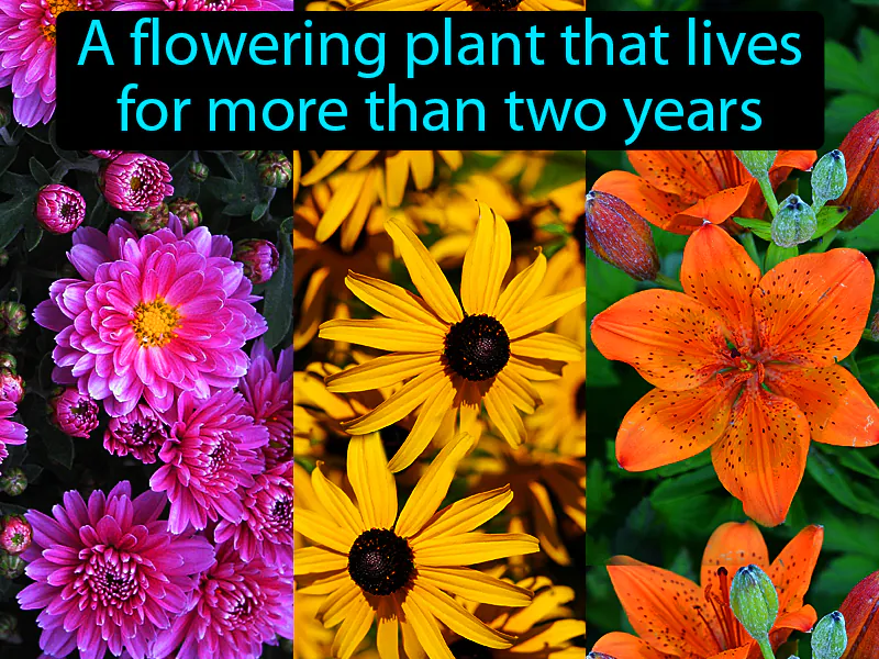 Perennial Definition Perennial Definition