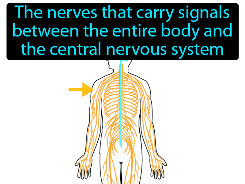 Peripheral Nervous System Definition Peripheral Nervous System Definition