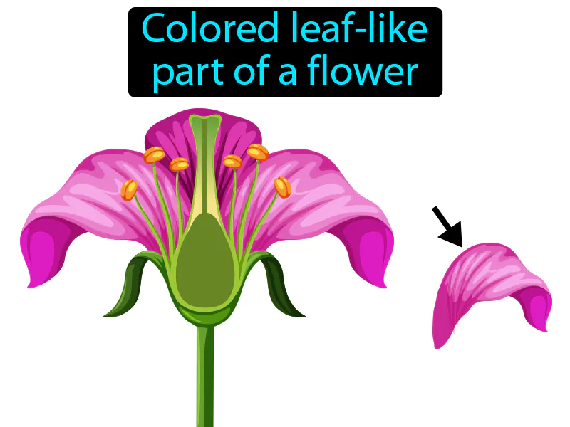 Petal Definition Petal Definition