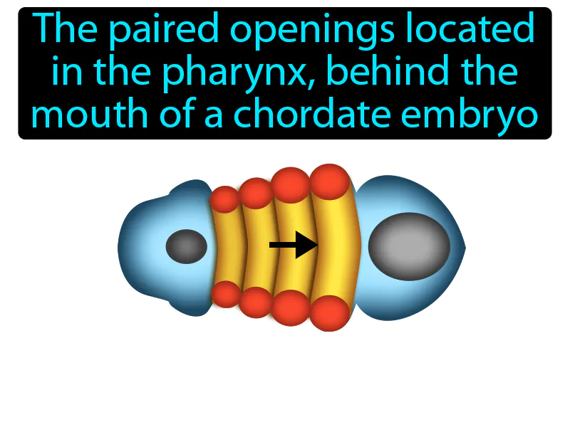 Pharyngeal Pouch Definition Pharyngeal Pouch Definition