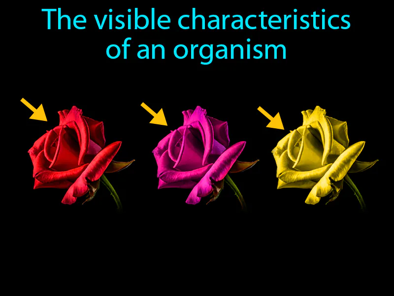 Phenotype Definition Phenotype Definition
