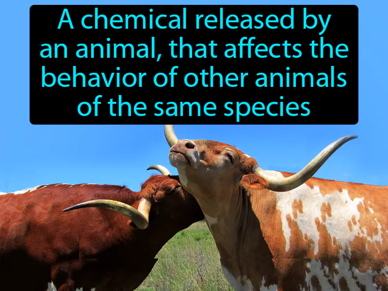 Pheromone Definition Pheromone Definition