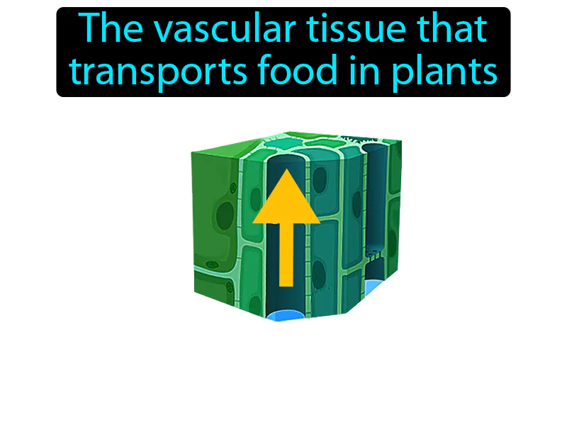 Phloem Definition Phloem Definition